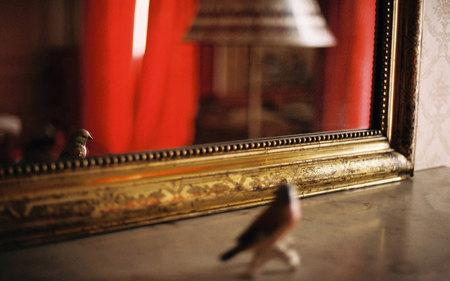 Oiseau miniature devant un miroir doré, rideaux rouges en arrière-plan — photo d’atmosphère, Cendrine Genin, Hyères, “Les Intimes”.