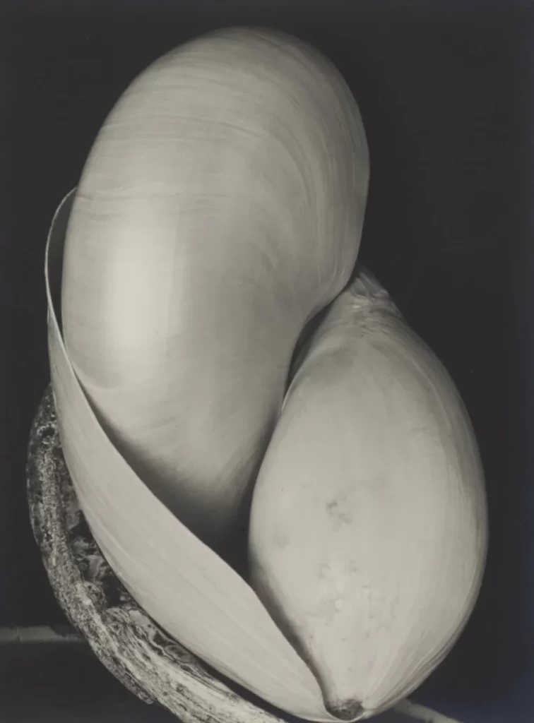 Photographie en noir et blanc d’un grand coquillage aux formes lisses et arrondies, composé de deux volumes ovoïdes serrés l’un contre l’autre. La surface du coquillage présente des stries fines, tandis qu’une collerette externe s’enroule partiellement autour des formes. L’éclairage met en valeur les courbes et la texture subtile de la coquille.