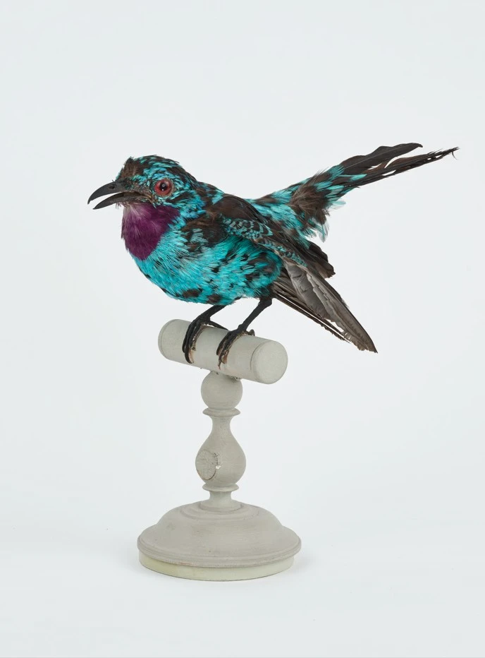 Oiseaux bleu présenté au Musée Jules Verne à Amiens.