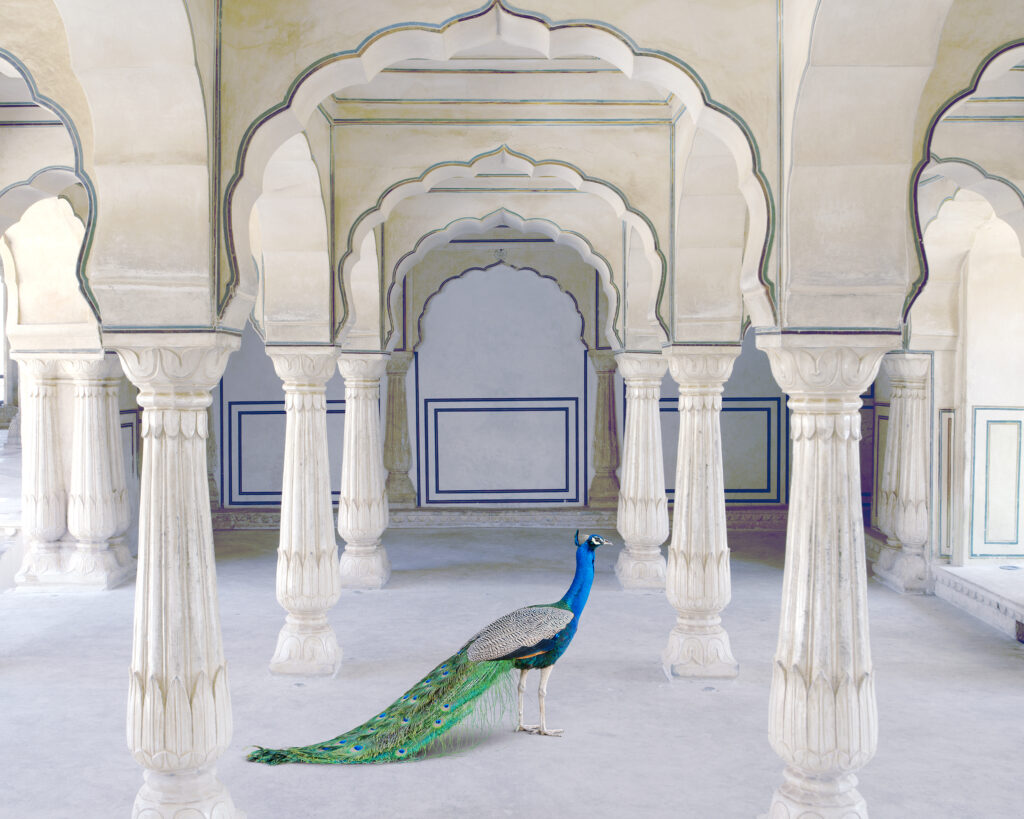 Karen Knorr, Fables et autres contes, 2025, peacock at Amer Fort – Paris Photo 2026